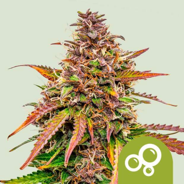 Royal Queen Bubble Kush Auto