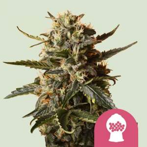 Royal Queen Bubblegum XL