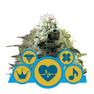 Royal Queen Seeds CBD Mix / Medical Mix