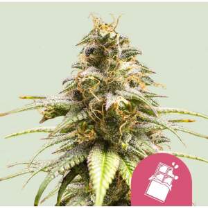 Royal Queen Chocolate Haze