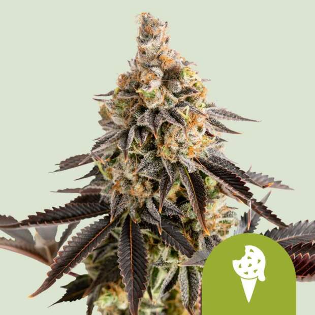 Royal Queen Cookies Gelato Auto