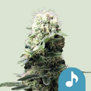 Royal Queen Seeds Dance World CBD