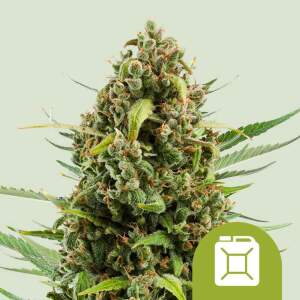 Royal Queen Diesel Auto