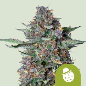 Royal Queen Seeds Do-Si-Dos USA Premium Auto