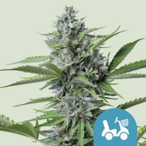 Royal Queen Seeds Fast Eddy Auto CBD