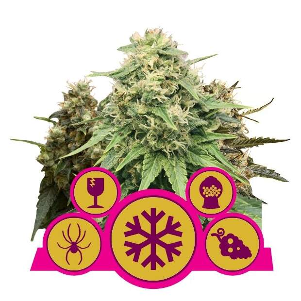 Royal Queen Feminized Mix