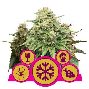 Royal Queen Feminized Mix