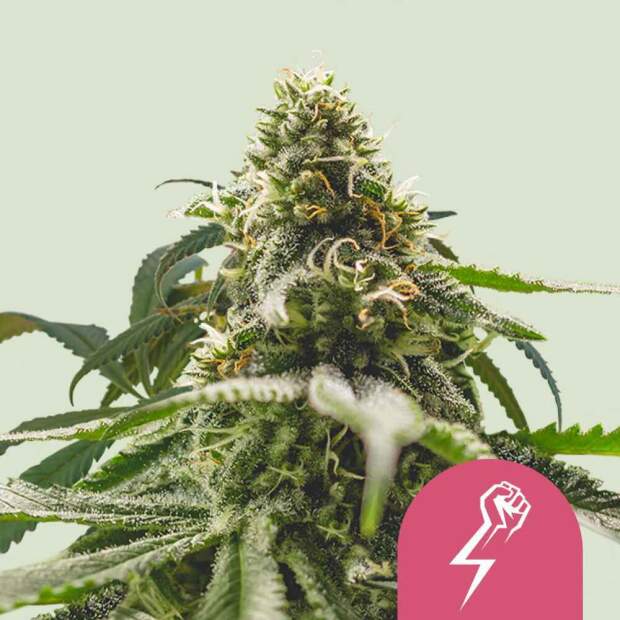 Royal Queen Green Crack Punch USA Premium