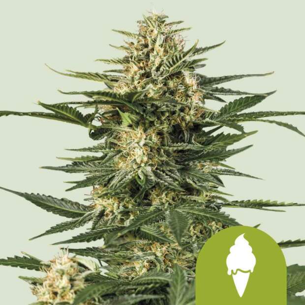 Royal Queen Green Gelato Auto