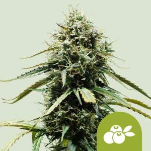 Royal Queen Seeds Haze Berry Auto