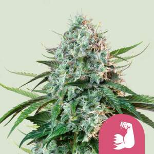 Royal Queen Seeds Hulkberry USA Premium