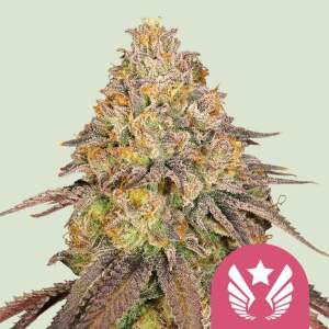 Royal Queen Seeds Legendary OG Punch USA Premium