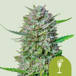 Royal Queen Mimosa Auto