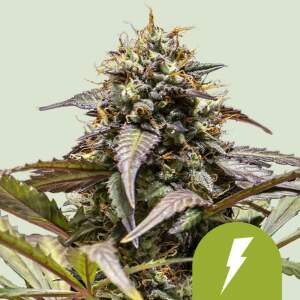 Royal Queen Seeds North Thunderfuck USA Premium Auto
