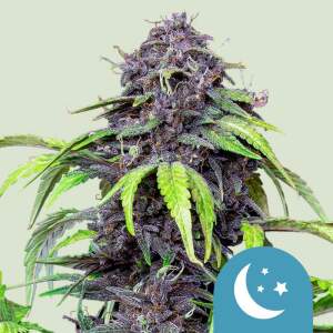 Royal Queen Seeds Purplematic Auto CBD