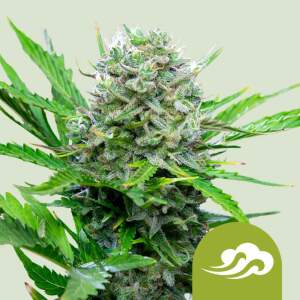 Royal Queen Royal Bluematic Auto