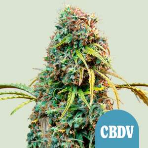 Royal Queen Seeds Royal CBDV Auto