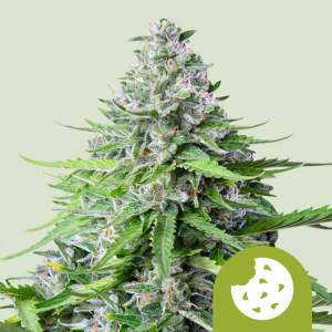 Royal Queen Seeds Royal Cookies USA Premium Auto