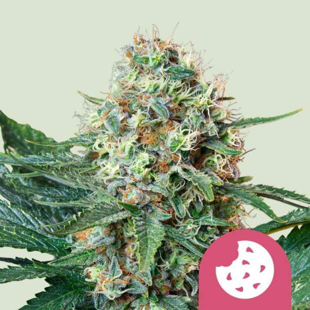 Royal Queen Royal Cookies USA Premium