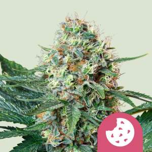 Royal Queen Royal Cookies USA Premium