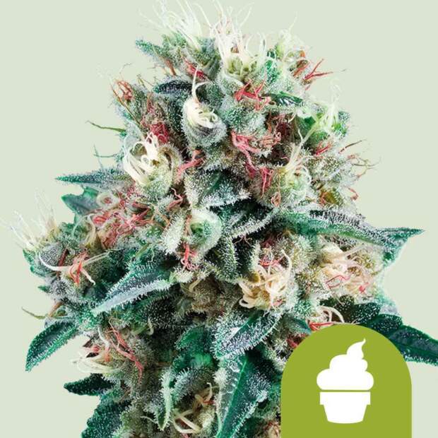 Royal Queen Royal Creamatic Auto