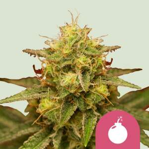 Royal Queen Royal Domina