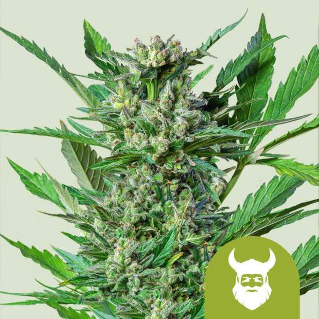 Royal Queen Royal Dwarf Auto