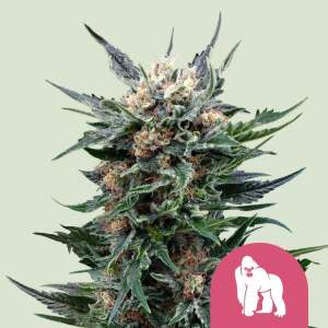 Royal Queen Seeds Royal Gorilla USA Premium