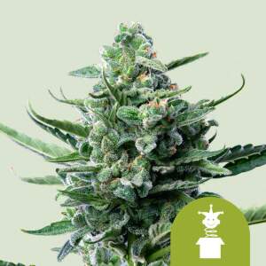 Royal Queen Seeds Royal Jack Auto