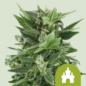 Royal Queen Royal Kush Auto