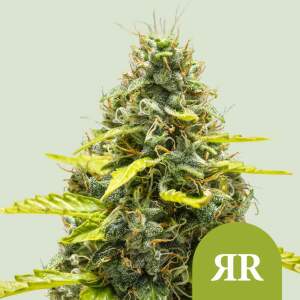 Royal Queen Seeds Royal Runtz USA Premium Auto