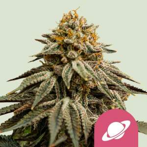 Royal Queen Seeds Royal Skywalker USA Premium