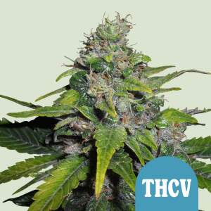 Royal Queen Seeds Royal Thcv CBD