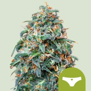 Royal Queen Sherbet Queen Auto