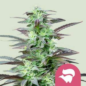 Royal Queen Skunk XL