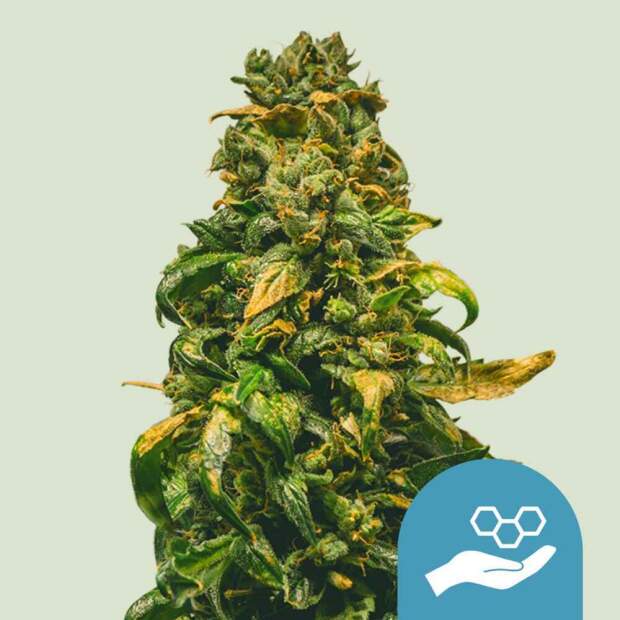 Royal Queen Seeds Solomatic Auto CBD