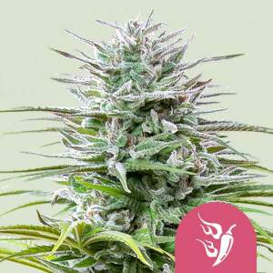 Royal Queen Seeds Speedy Chile Fast Version