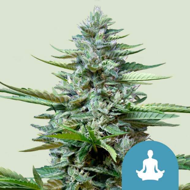 Royal Queen Stress Killer Auto CBD