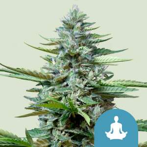 Royal Queen Seeds Stress Killer Auto CBD