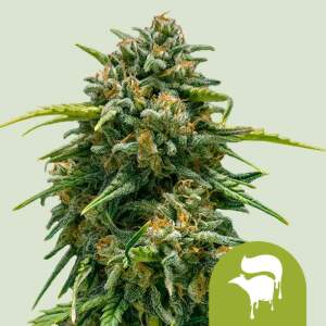 Royal Queen Seeds Sweet Skunk Auto