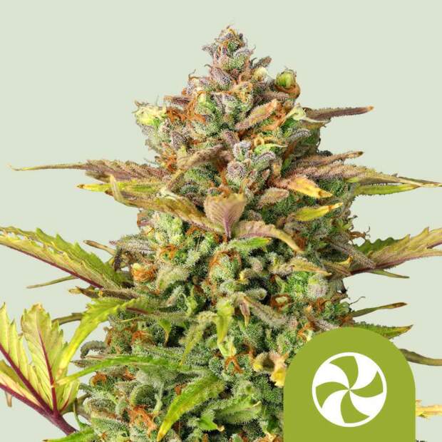 Royal Queen Seeds Sweet ZZ USA Premium Auto