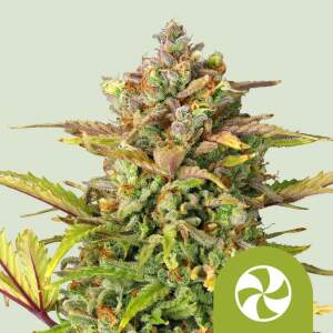 Royal Queen Seeds Sweet ZZ USA Premium Auto