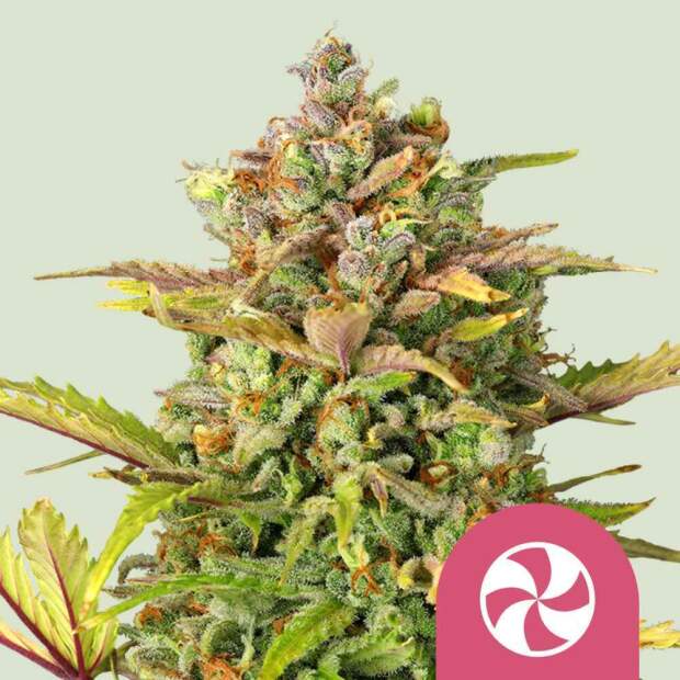 Royal Queen Seeds Sweet ZZ USA Premium