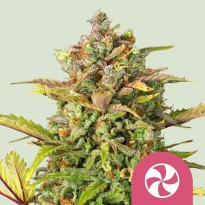 Royal Queen Seeds Sweet ZZ USA Premium