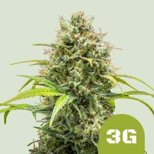 Royal Queen Seeds Triple G USA Premium Auto