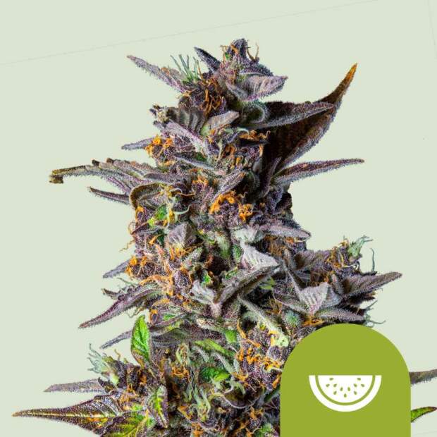 Royal Queen Watermelon Auto