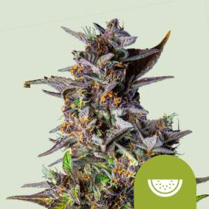 Royal Queen Seeds Watermelon USA Premium Auto