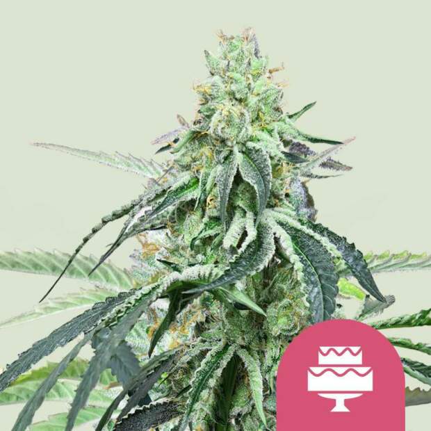 Royal Queen Wedding Gelato USA Premium