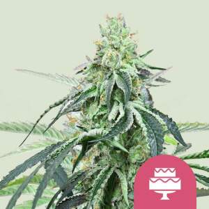 Royal Queen Seeds Wedding Gelato USA Premium