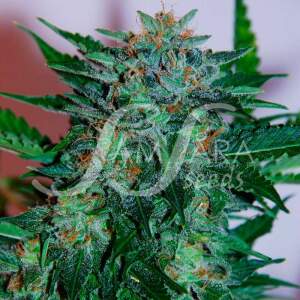 SamSara Flash Babylon Auto